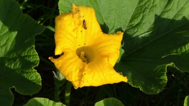 Gele pompoen bloei bee colect verzamelen nectar stuifmeel tuin — Stockvideo