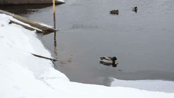 Patos pássaros nadar vintage rio barragem inverno neve água fria — Vídeo de Stock