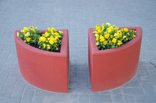 Violet pansy flower yellow concrete pot city tile — Stock Photo, Image