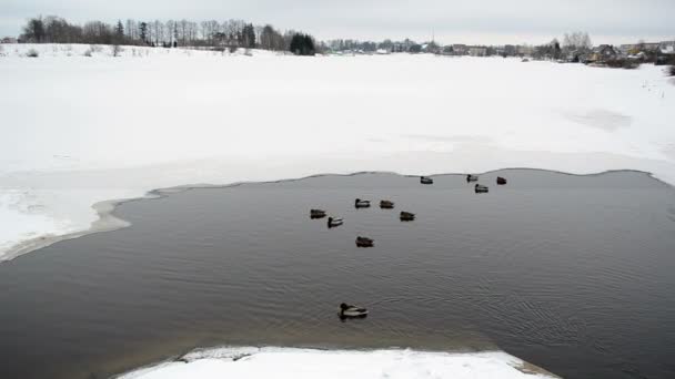 Partly frozen lake water ducks birds swim ice cold winter — Stock Video