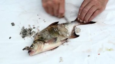 Bıçak temiz çipura balığı balıkçı eliyle hızlandırmak bağırsakları ölçekler