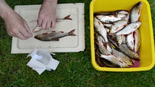 Mannen händerna salt nyfångad fisk mört — Stockvideo