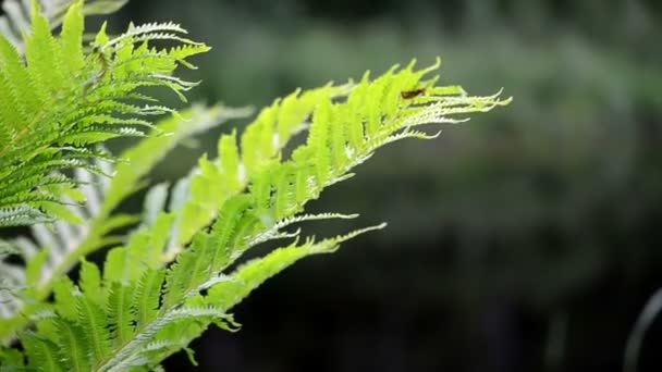 Fern leaf flytta vind damm sjö vatten fragment fokus ändra oskärpa — Stockvideo