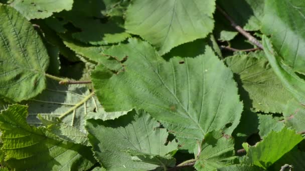 Closeup χέρια συγκεντρώνουν pick φύλλα μέντας. εναλλακτική ιατρική βότανα — Αρχείο Βίντεο