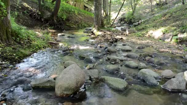 Park stream brook river water flow between stones and trees — Stock Video