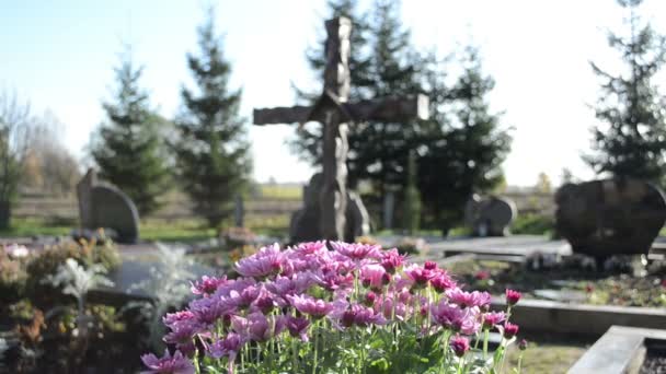 Chrysanten bloemen groeien nieuwe graf kerkhof monumenten Kruis — Stockvideo