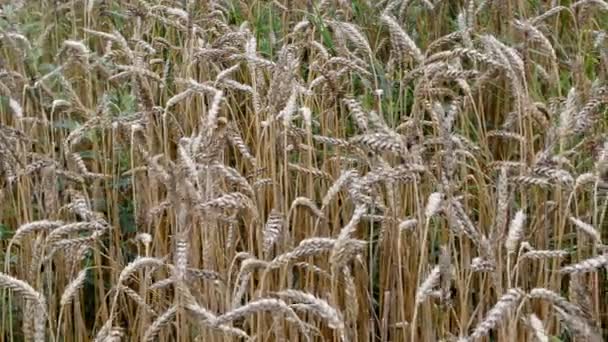 Ripe wheat ears move wind autumn season agricultural plant — Stock Video