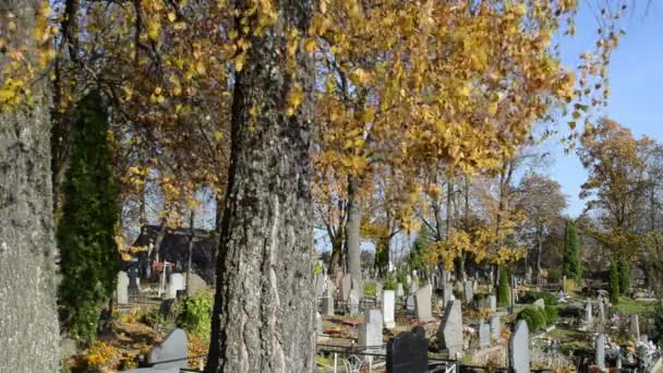 Herfst berk boomtak verplaatsen wind oude kerkhof graf monument — Stockvideo