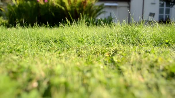 Meadow grass closeup grass lawn cutter mower worker pass shadow — Stock Video