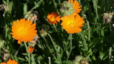 Turuncu marigold calendula ot bloom kapatın. Alternatif Tıp
