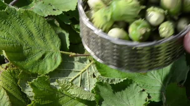 Närbild hand sätta metalliska flätade skålen hazel nötter leaf bakgrund — Stockvideo