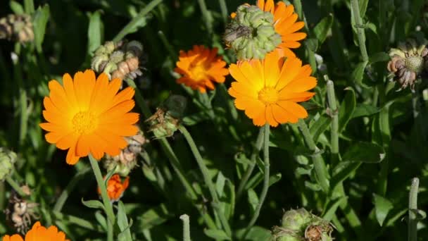 Fermer orange souci fleur d'herbe calendula. médecine douce — Video