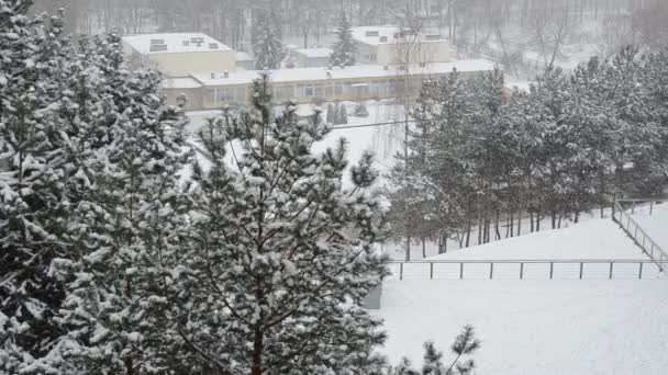 Snowflakes dance above the snow covered pine tops and nursery — Stock Video