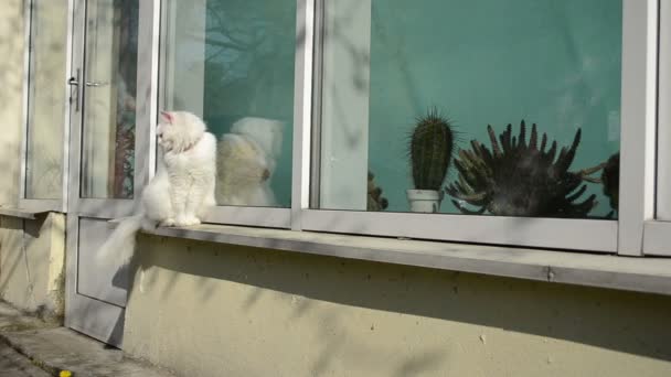 Witte oude kat zitten op Conservatorium vensterbank vlinder vliegen — Stockvideo