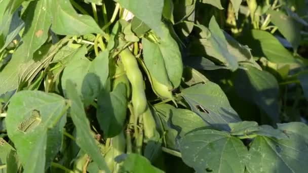 vert haricot corde feuille déplacer vent jardin 