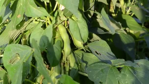 Gröna bönor snöre leaf flytta vind trädgård — Stockvideo