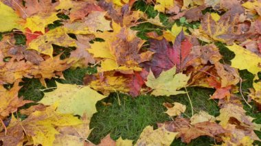 portre renkli sonbahar akçaağaç ağaç komisyon kırmızı tarak