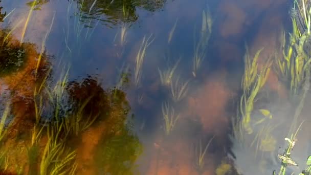 River stream water flow underwater flora fishes reflection — Stock Video