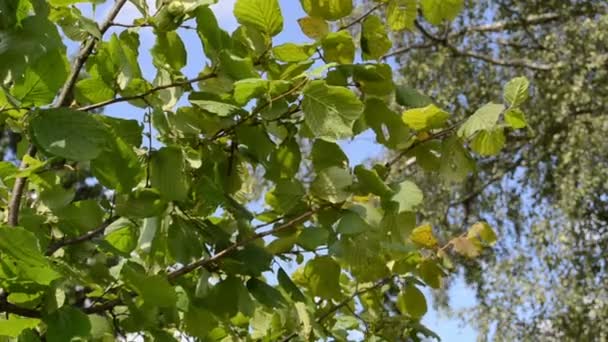 Man hand pick verzamelen rijp hazelaar notenbeits noten Notenboom branch — Stockvideo