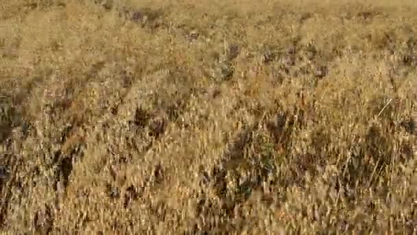 Nahaufnahme reife landwirtschaftliche Haferfelder bewegen Wind Herbst — Stockvideo