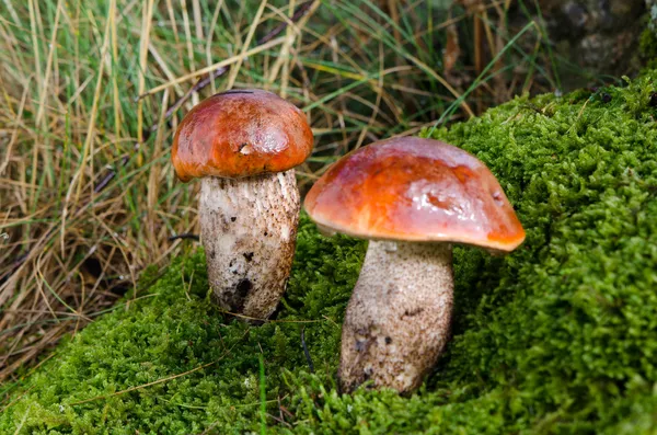 Närbild par våt svamp röd mössa mossan våt skog — Stockfoto