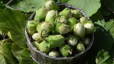 closeup el al metalik hasır çanağı full olgun ela fındık