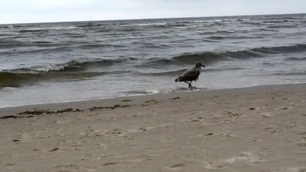 Seagull meeuw vogel baby lopen kust zee zand en golven — Stockvideo
