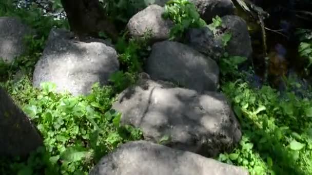 Caminar imitación sobre piedras en flujo de agua corriente — Vídeos de Stock