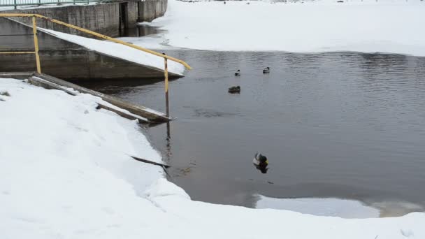 Утки плавают ретро река плотина зимний снег холодная вода — стоковое видео