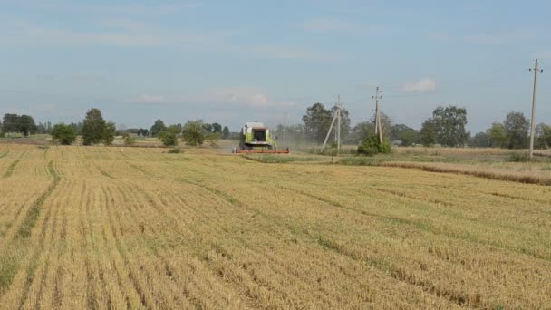 Тракторна машина збирає сільськогосподарські поля прогулянки лелекою — стокове відео