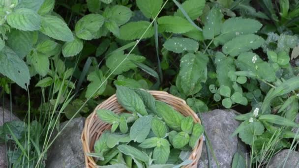 Menta planta medicina hierbas mimbre plato de madera hoja — Vídeo de stock