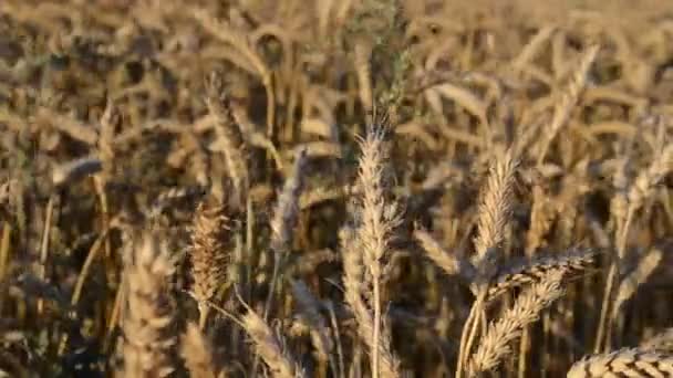 Närbild mogen vete öra växt jordbruk fältet flytta vind hösten — Stockvideo