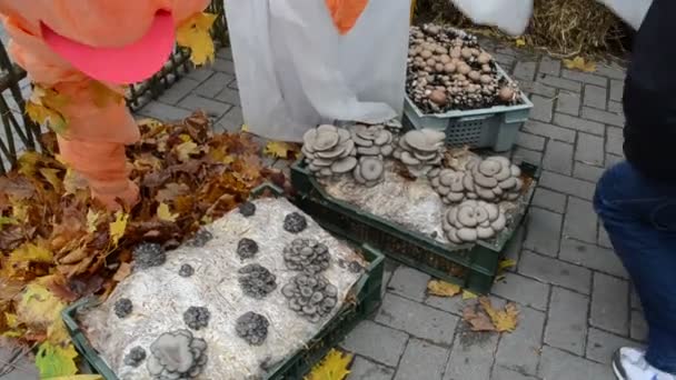 Ecological natural edible eatable mushroom shown rural fair — Stock Video