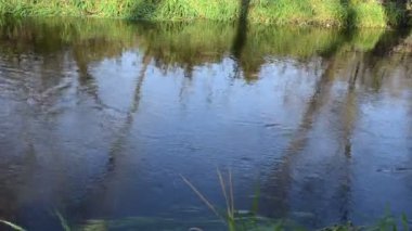 shore closeup orman Nehri akış su akışı yansımaları çimen