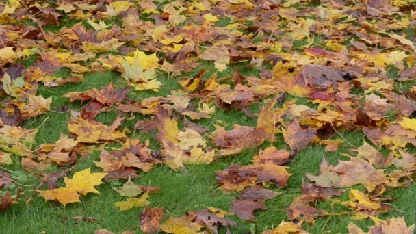 Woman rubber boot leaves — Stock Video