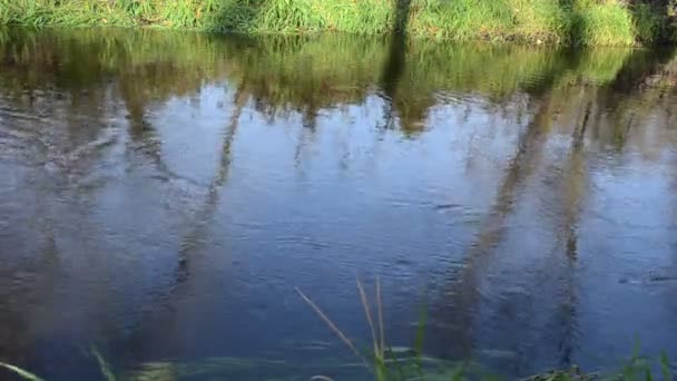 Närbild forest river ström vatten flöde reflektioner gräs strand — Stockvideo