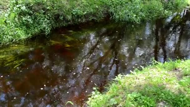 Pequeño flujo de corriente puente retro antigua casa de troncos rurales — Vídeo de stock