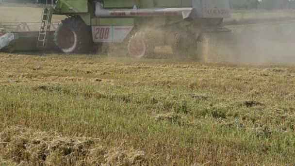 Mähdrescher erntet Weizen Ackerland — Stockvideo