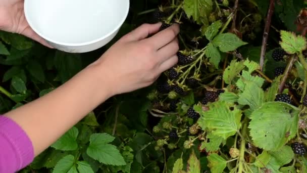 Woman hand pick gather ripe blackberry rubus plant bush dish — Stock Video