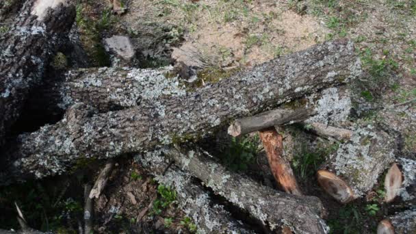 Drewno kominkowe przygotować do zimy. człowiek cięcia piłą gałęzi drzewa — Wideo stockowe