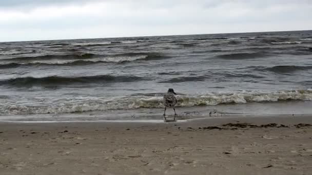 Martı kuşu bebek yürüyüşü kıyı deniz kum ve dalgalar — Stok video