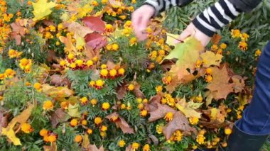 Çiçek Bahçe ağaç yaprakları sonbaharda kadın işçi eller alın