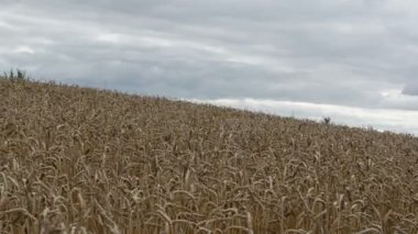 panoramik olgun tarım buğday alan kulak taşımak Rüzgar