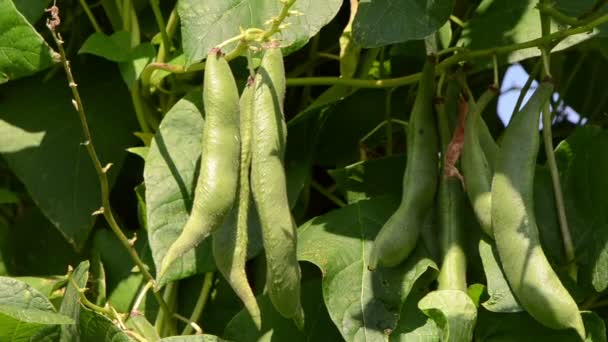 Primer plano de vainas de frijol verde hojas se mueven en el viento — Vídeo de stock