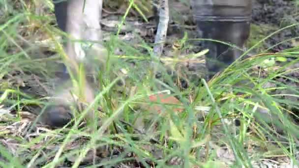 Man rubber boots hand pick gather red cap mushroom — Stock Video