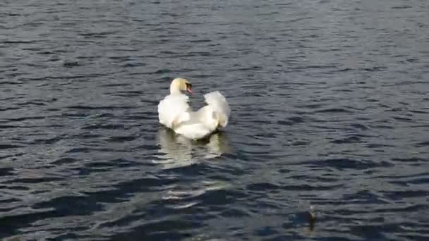 Oiseau cygne eau du lac — Video