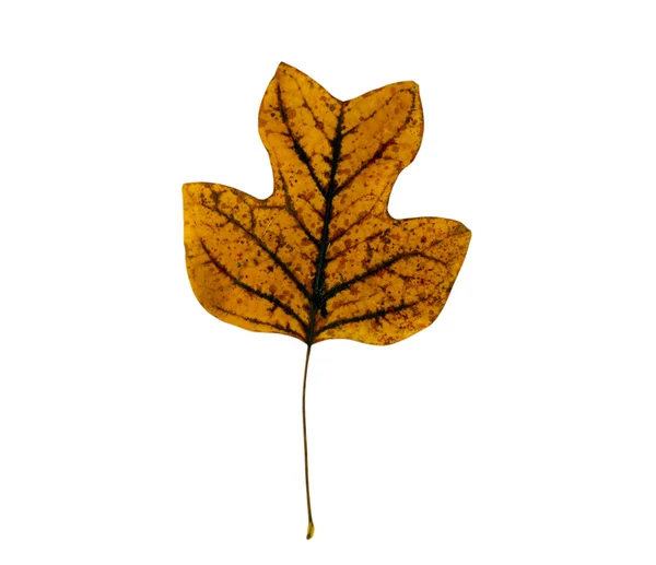 Sear tulip tree leaf — Stock Photo, Image