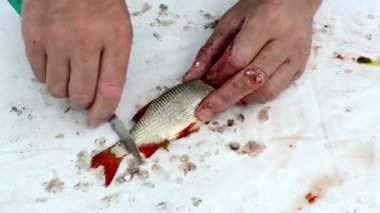 hız balıkçı bıçağı ellerimle rudd kırmızı göz balık ölçekler temiz