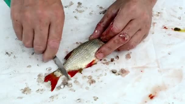 Velocidad pescador manos con cuchillo limpio rudd redeye peces escamas — Vídeos de Stock