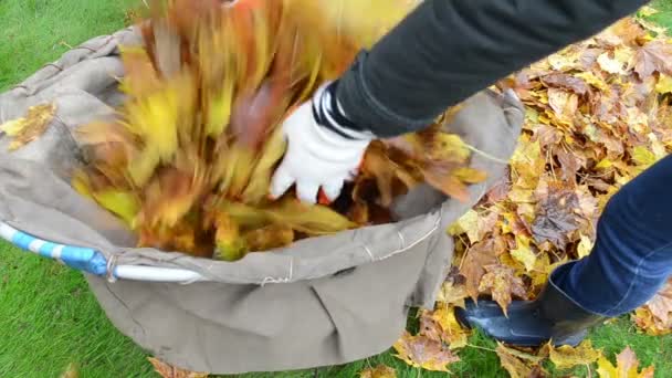 Vrouw handen handschoenen belasting boom bladeren tas. herfst werkt tuin — Stockvideo